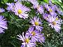 Aster dum-Hybr Herbstgruss und Besserhof